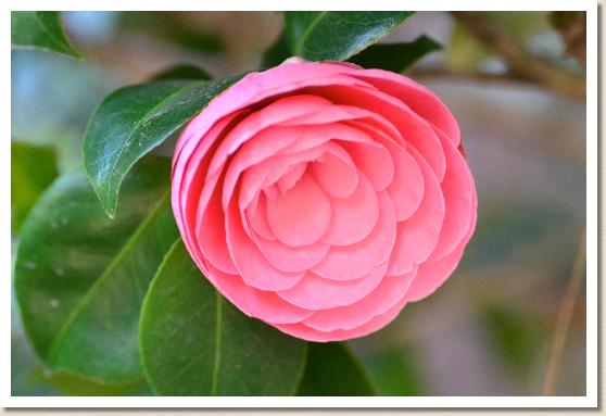 ツバキ パールマックスウェル（Pearl Maxwell）