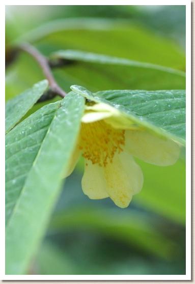 ツバキ　クエフォンエンシス