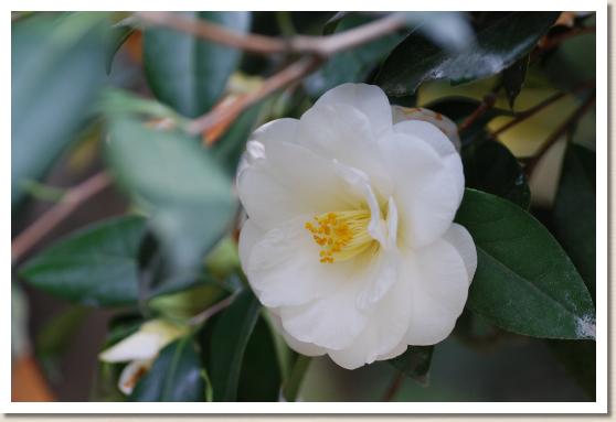 ツバキ レンジョウノタマ（連城の玉）