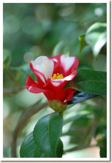 ツバキ　ショッコウ（蜀紅）