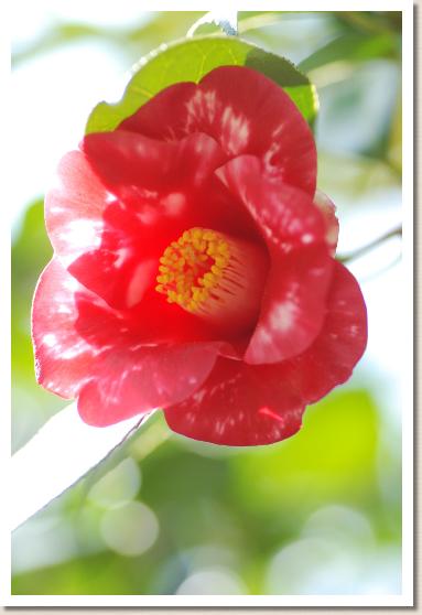 ツバキ　ショッコウ（蜀紅）