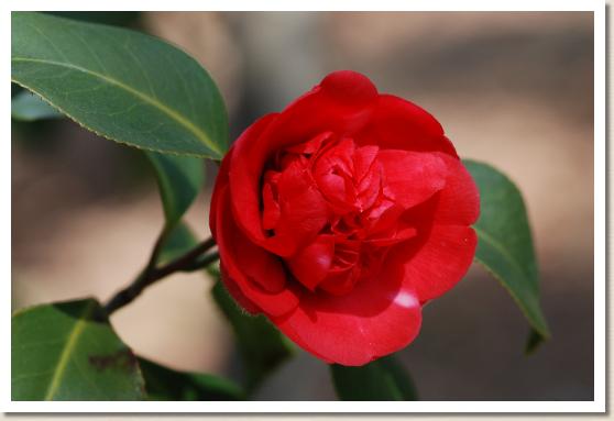 ツバキ シュウホウカラコ