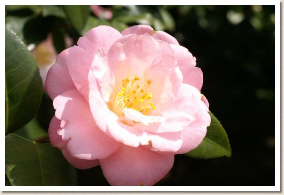 ツバキ　シュンショッコウ（春曙光）