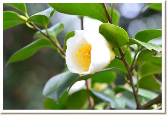 ツバキ シュウフウラク（秋風楽）