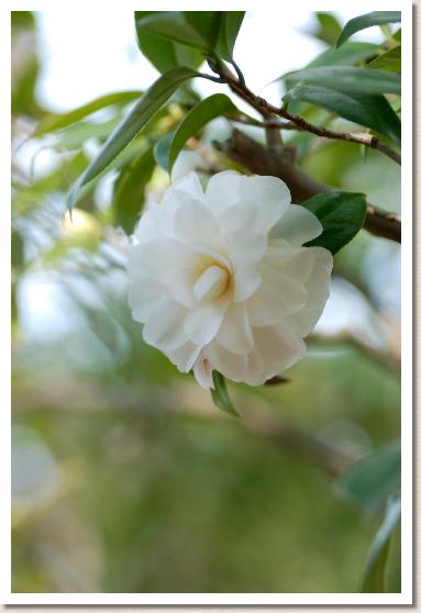 ツバキ　シラギク