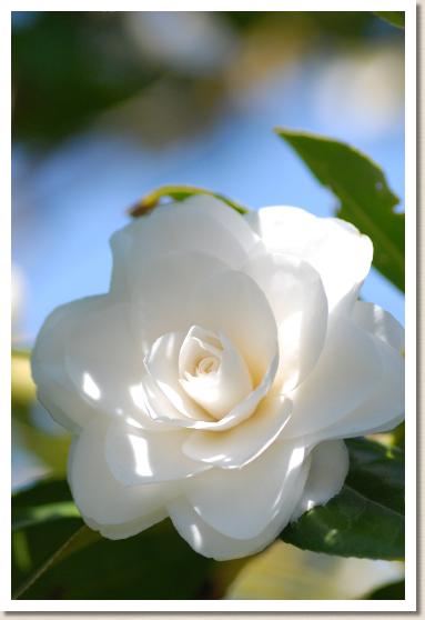 ツバキ　シラギク