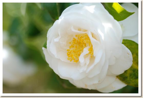 ツバキ シロスミノクラ（白角倉）