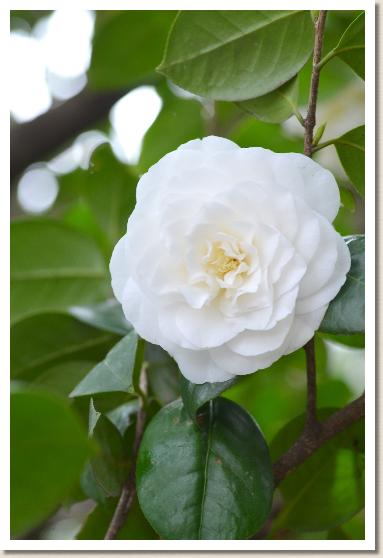 ツバキ　シロスミノクラ