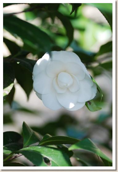 ツバキ　スノーホワイト