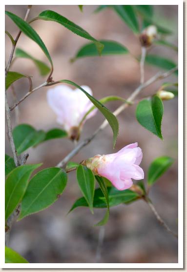 ツバキ　スキヤ（数寄屋）