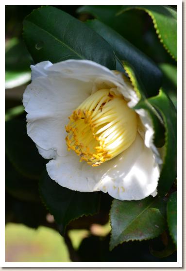 ツバキ　スルスミ（麿墨）