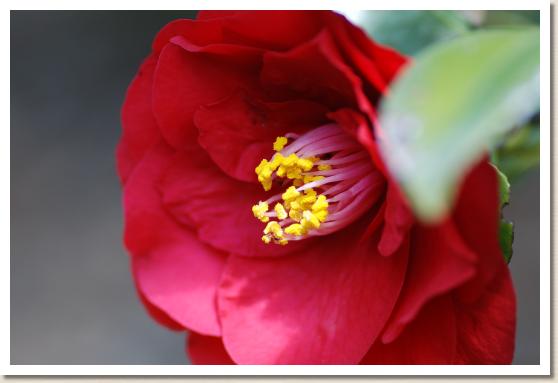 ツバキ スズカノセキ（鈴鹿の関）