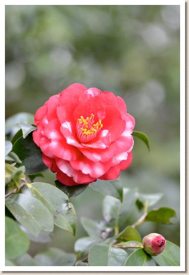 ツバキ スズカノセキ（鈴鹿の関）