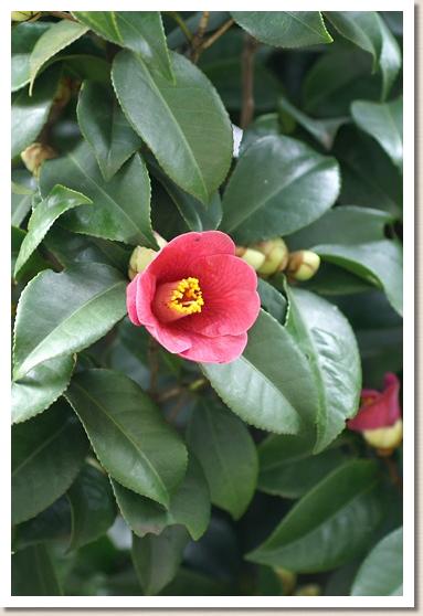 ツバキ　タイワンヤマツバキ