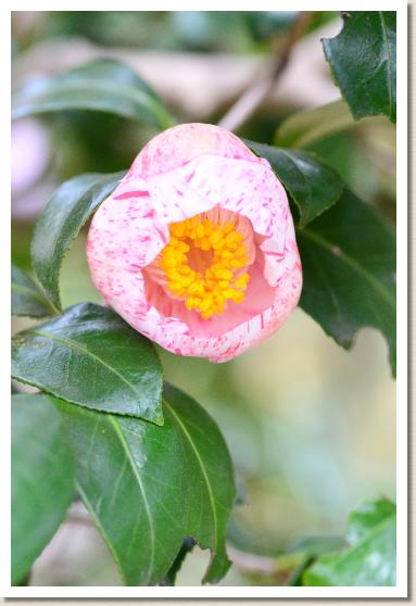 ツバキ　タマガスミ