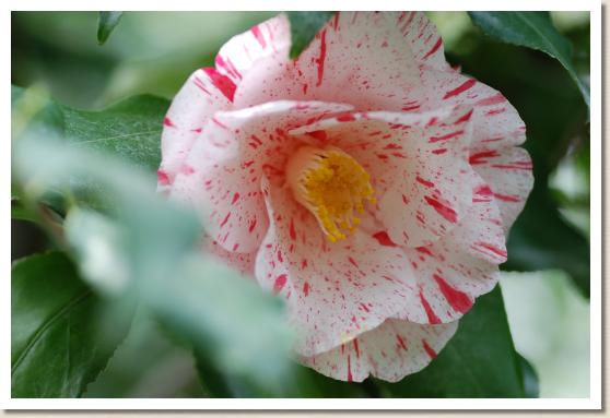 ツバキ タヌシマル（田主丸）