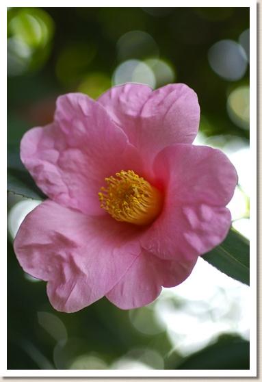 ツバキ　タロウカジャ