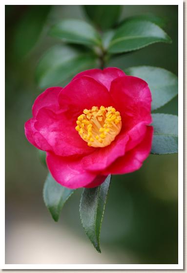 ツバキ　タチカンツバキ（立寒椿）