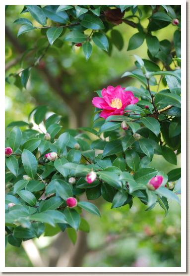 ツバキ　タチカンツバキ（立寒椿）