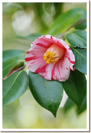 ツバキ　タツタニシキ