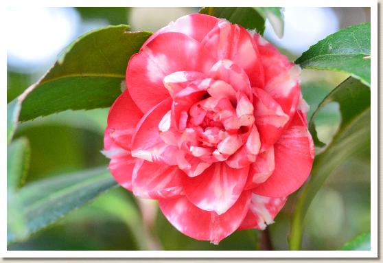 ツバキ チトセギク（千歳菊）onega）