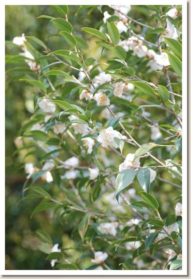 ツバキ　トガリバツバキ