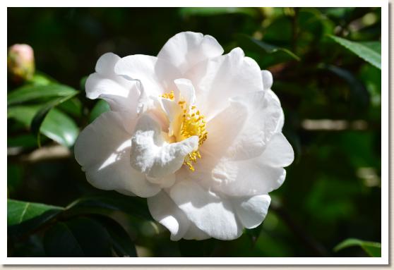 ツバキ トキノハガサネ