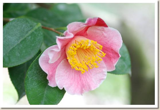 ツバキ ツボイノハル（坪井の春）