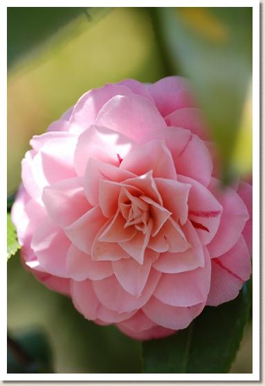 ツバキ　ツガワシボリ