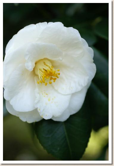 ツバキ　ツキノミヤコ