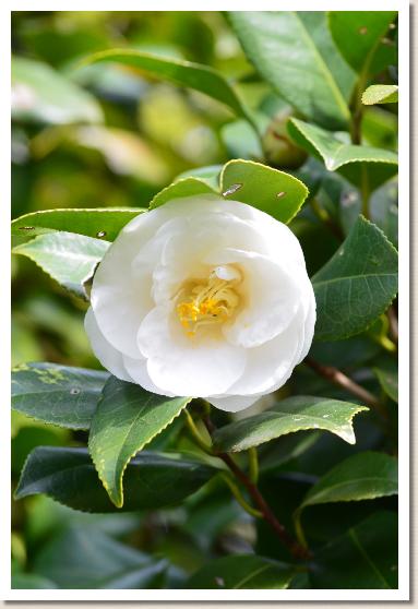 ツバキ　ツキノミヤコ