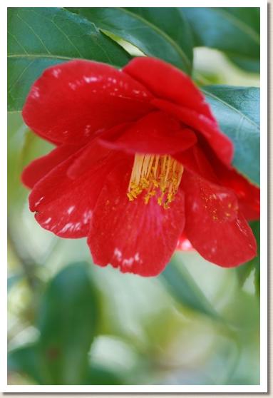 ツバキ　ツリカガリ