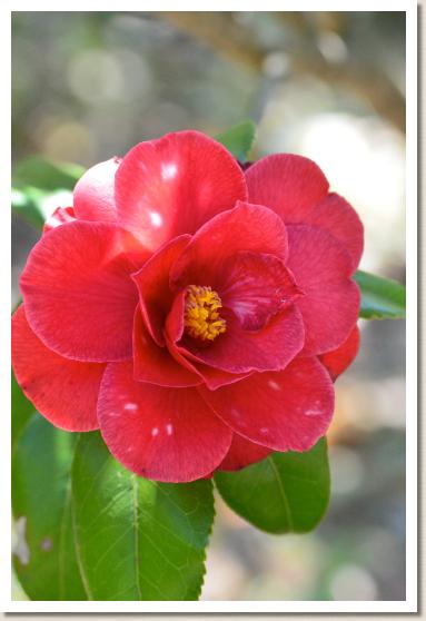 ツバキ　ツリカガリ