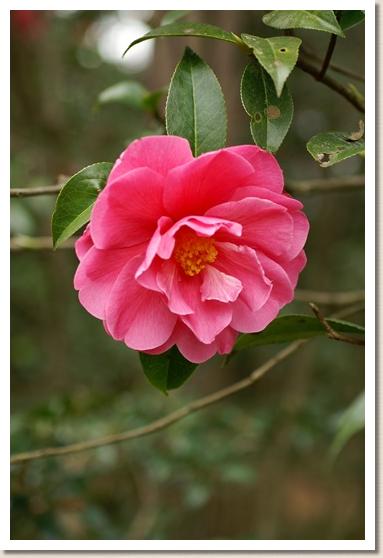 ツバキ　バリー ヌーゼン