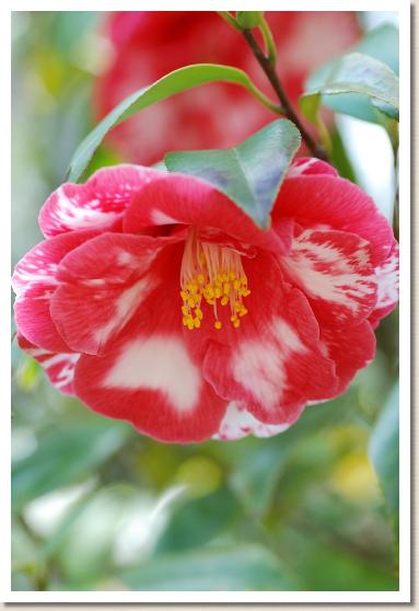 ツバキ　ビル ド ナンテ（Ville de Nantes）