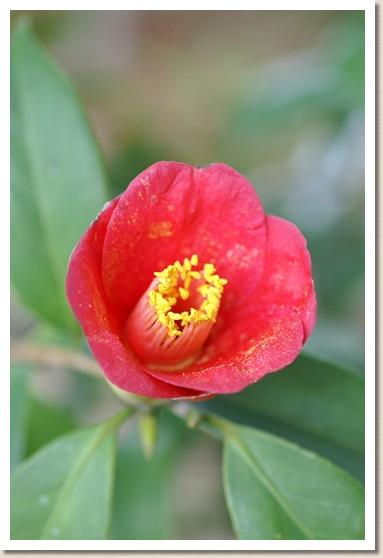 ツバキ　ヤクシマツバキ