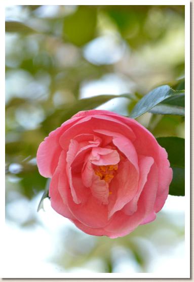 ツバキ　ヤマトヒメ