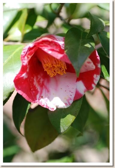 ツバキ　ヨシツカサ