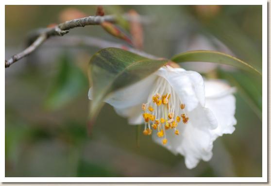 ツバキ ユカリツバキ