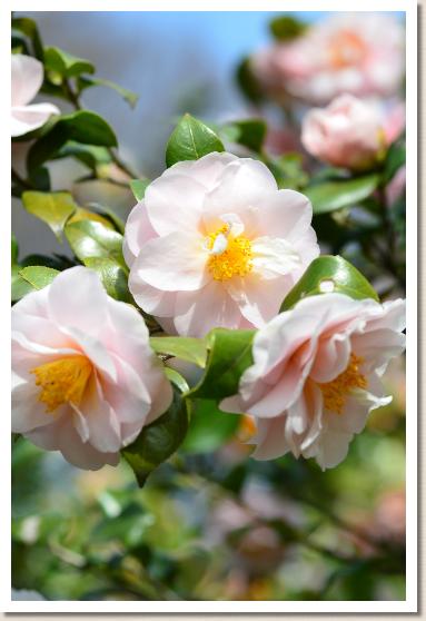 ツバキ　ユキコマチ