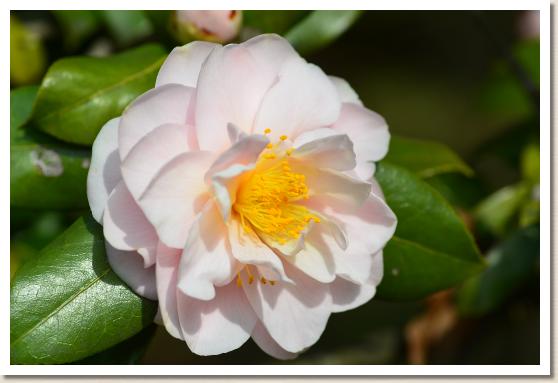 ツバキ　ユキコマチ