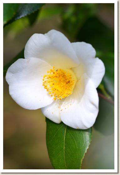 ツバキ　ユキミノサカズキ（雪見の盃）