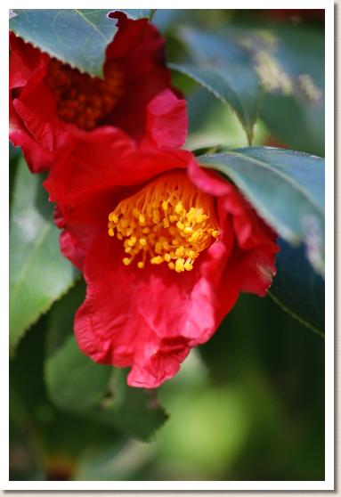 ツバキ　ユキツバキ