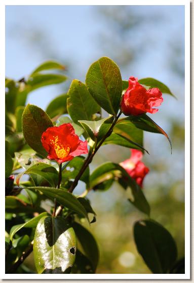 ツバキ　ユキツバキ