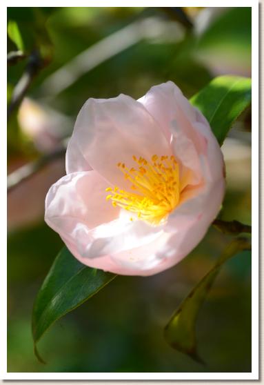 ツバキ　ユリカゴ