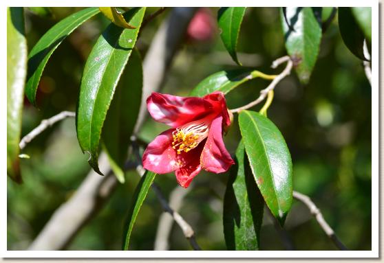 ツバキ ユリツバキ（百合椿）