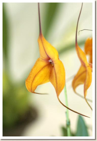 マスデバリア コパー エンジェル 'オレンジ サンセット'