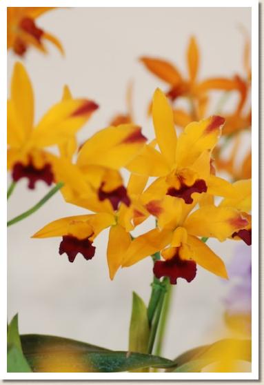 カトリアンセ トロピカル トリック　'SP マジック'