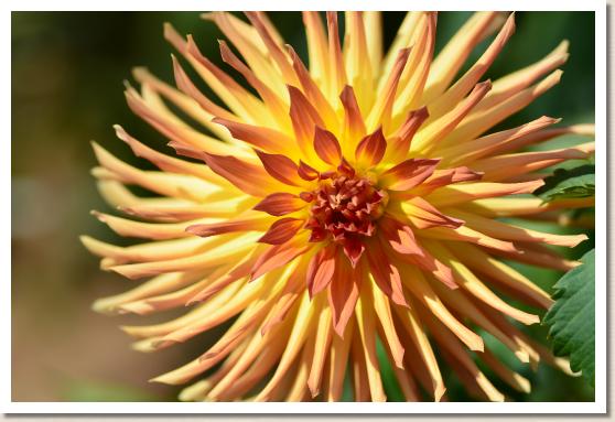 ダリア　バ コルトクローネ