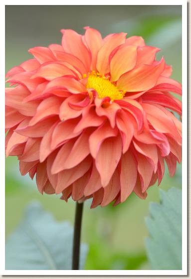 ダリア ベニノユメ（紅の夢）